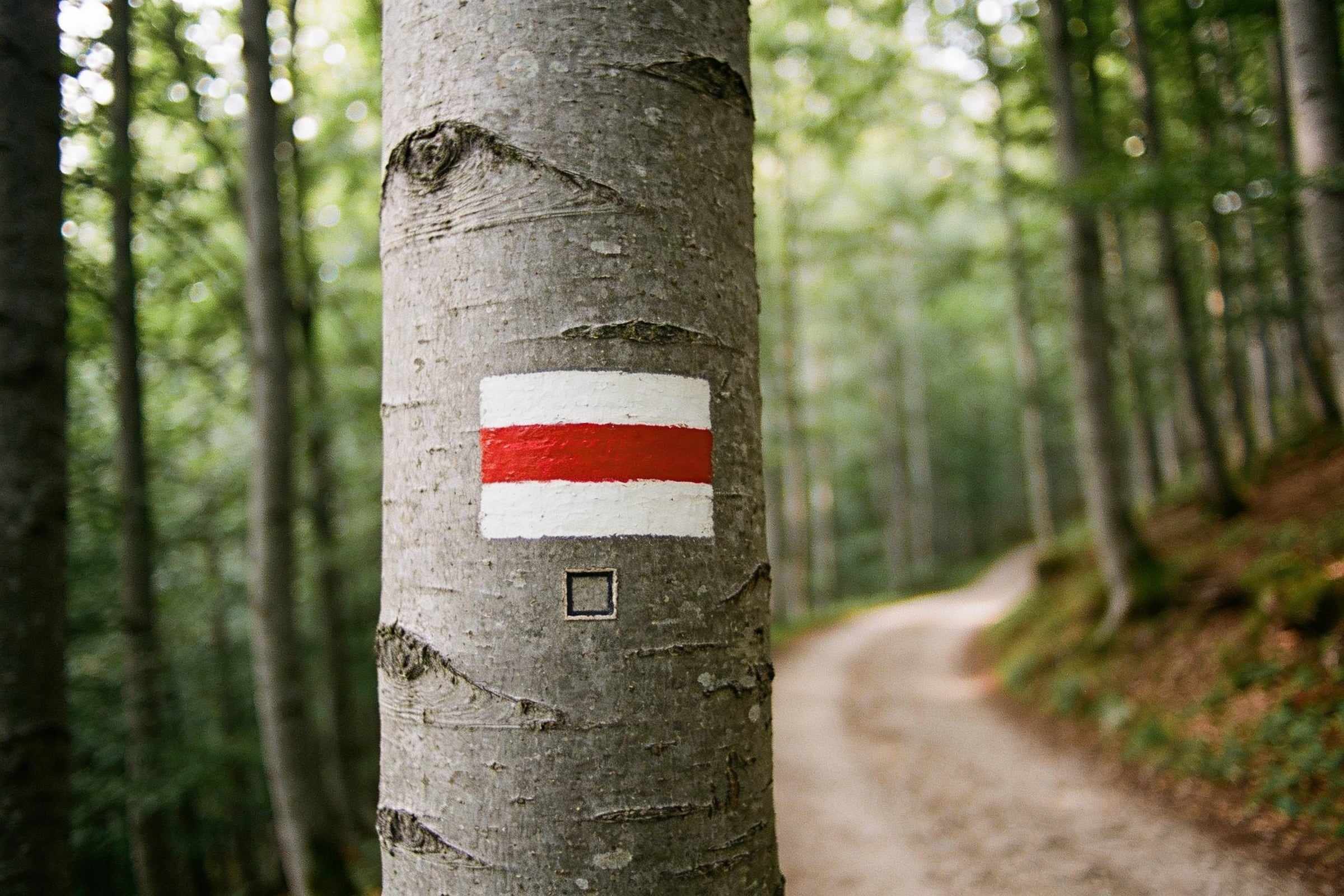 A red stripe between two white ones painted on a smooth beech trunk, a forest path curving away behind.